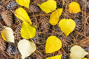 Autumnal Prints: Pine Cones and Aspen Leaves in Autumn, Wenatchee National Forest, Washington, USA
