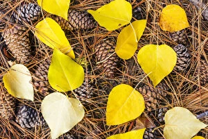 Leaves Gallery: Pine Cones and Aspen Leaves in Autumn, Wenatchee National Forest, Washington, USA