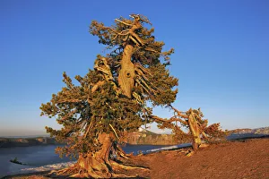 Cascade Range Prints: Pine at Crater Lake - USA, Oregon, Klamath, Crater Lake, Merriam Point - Cascade Range