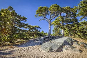 Pines Prints: Pine forest on the coast of Sandhamn Island, Stockholm County, Sweden