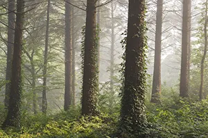 Pine Forest Prints: Pine forest with early morning sunlight, Morchard Bishop, Devon, England. Autumn