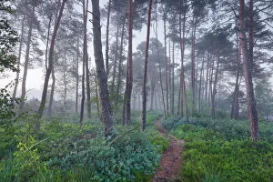 Pine forest - Germany, Bavaria, Upper Bavaria, Berchtesgadener Land, Freilassing
