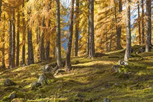 Pine forest towards Lake Tovel Europe, Italy, Trentino Alto Adige, Sun valley, Pejo city