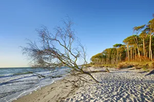 Deadwood Prints: Pine forest at sea - Germany, Mecklenburg-Vorpommern, Vorpommern-Rugen, Darss