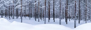 Finnish Gallery: Pine Forest in Winter, Lapland, Finland