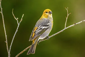Migrants Prints: Pine Grosbeak, Ontario, Canada