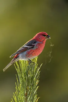 Migrants Prints: Pine grosbeak (Pinicola enucleator), Greater Sudbury, Ontario, Canada