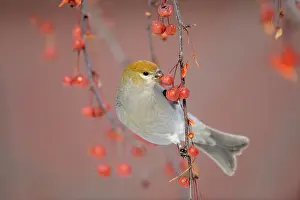 Barn Prints: Pine Grosbeak (Pinicola enucleator) feeding on winter crabapples