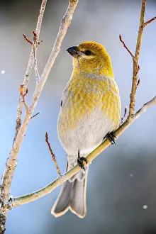 Migrants Prints: Pine grosbeak (Pinicola enucleator) Female, Greater Sudbury, Ontario, Canada