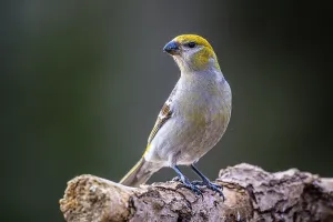 Adaptation Prints: Pine grosbeak (Pinicola enucleator) female, Greater Sudbury, Ontario, Canada