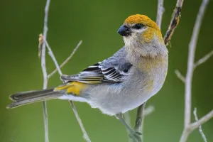 Adaptation Prints: Pine grosbeak (Pinicola enucleator) female, Greater Sudbury, Ontario, Canada