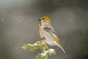 Migrants Prints: Pine grosbeak (Pinicola enucleator) Female/juvenile winter migrant neer seed feeder