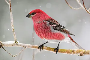 Migrants Prints: Pine grosbeak (Pinicola enucleator) Male, Greater Sudbury, Ontario, Canada