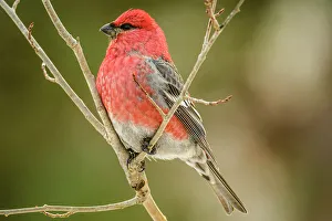 Migrants Prints: Pine grosbeak (Pinicola enucleator) Male, Greater Sudbury, Ontario, Canada