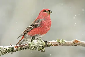 Migrants Prints: Pine grosbeak (Pinicola enucleator) Male Nnear winter bird feeder