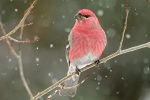 Perching Prints: Pine grosbeak (Pinicola enucleator) Male winter migrant, Greater Sudbury, Ontario, Canada