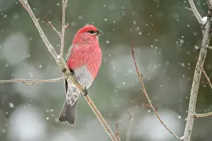Close Ups Prints: Pine grosbeak (Pinicola enucleator) Male winter migrant, Greater Sudbury, Ontario, Canada