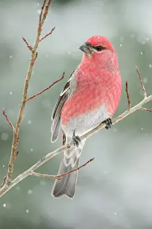 Perching Prints: Pine grosbeak (Pinicola enucleator) Male winter migrant, Greater Sudbury, Ontario, Canada