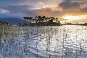 Images Dated 24th November 2020: Pine Island on the Derryclare Lough lake at sunrise. Pine Island, Connemara National Park