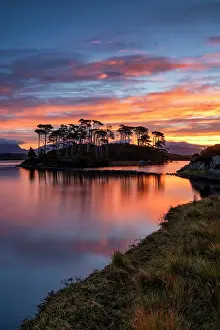 Pine Trees Prints: Pine Island at Sunrise, Derryclare Lough, County Galway, Ireland
