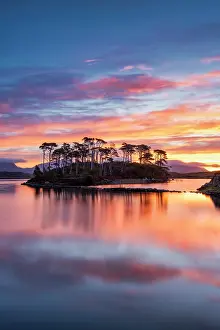 Pine Trees Prints: Pine Island at Sunrise, Derryclare Lough, County Galway, Ireland