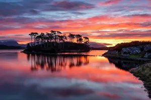Pine Trees Prints: Pine Island at Sunrise, Derryclare Lough, County Galway, Ireland