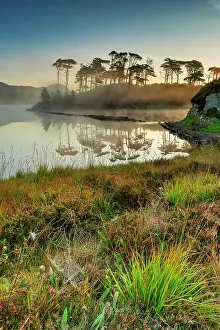 Pine Trees Prints: Pine Island at Sunrise, Derryclare Lough, County Galway, Ireland