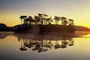Pine Trees Prints: Pine Island at Sunrise, Derryclare Lough, County Galway, Ireland
