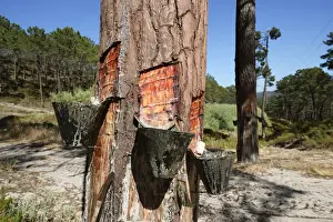 Pine resin in a pine trees forest near Nazare. Portugal