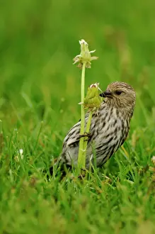 Seasonal Resident Prints: Pine siskin (Carduelis pinus) Feeding on dandelion seeds, Yellowstone NP, Wyoming, USA