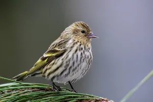 Migrants Prints: Pine siskin (Carduelis pinus), Greater Sudbury, Ontario, Canada