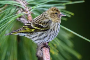 Migrants Prints: Pine siskin (Carduelis pinus), Greater Sudbury, Ontario, Canada