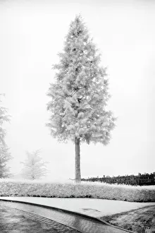 Northumberland Prints: Pine tree in infrared, near Alnwick, Northumberland, England