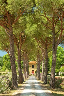 Umbria Prints: Pine Tree Lined Road to Villa, near Assisi, Umbria, Italy