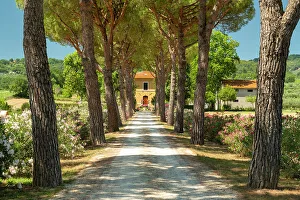 Pine Tree Lined Road to Villa, near Assisi, Umbria, Italy