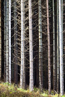 Pine Tree Patterns, Tayside Region, Scotland