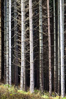 Pine Trees Prints: Pine Tree Patterns, Tayside Region, Scotland