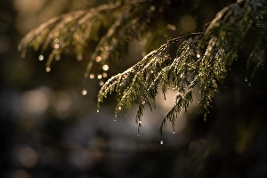 Salmon Arm Prints: Pine tree, Salmon Arm, British Columbia, Canada