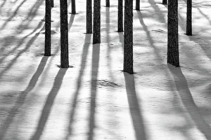 Shadow Prints: Pine Tree Shadows in Winter, near Ruka, Lapland, Finland