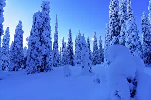 Seasons Gallery: Pine tree woodland covered with snow at dusk, Riisitunturi National Park, Posio, Lapland
