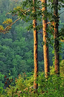 Deep South Prints: Pine trees at the edge of Cedar Creek Canyon, Petit Jean State Park, Arkansas, USA