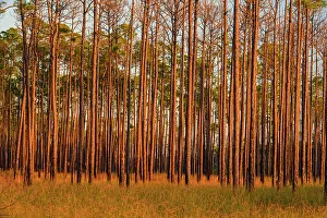 Pine Flatwoods Prints: Pine trees at the edge of a marsh, Big Branch NWR, Boyscout Road, Lacombe, Louisiana, USA