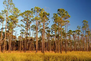 Pine Flatwoods Prints: Pine trees at the edge of a marsh, Big Branch NWR, Boyscout Road, Lacombe, Louisiana, USA