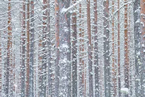 Arctic Region Prints: Pine trees forest found near the Riisitunturi National Park, Lapland, Northern Finland