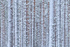 Arctic Region Prints: Pine trees forest found near the Riisitunturi National Park, Lapland, Northern Finland