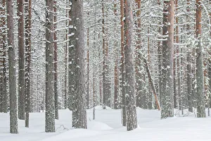 Arctic Region Prints: Pine trees forest found near the Riisitunturi National Park, Lapland, Northern Finland