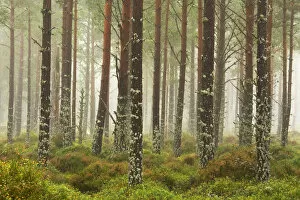 Pine Trees in Mist, Glenmore Forest Park, Aviemore, Highland Region, Scotland