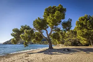 Clear Prints: Pine trees on Platja de Formentor beach, Mallorca, Spain