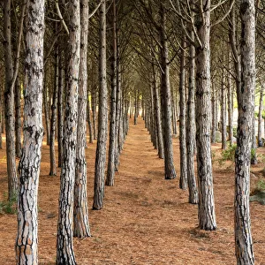 Environmental Prints: Pine Trees, Sardinia, Italy