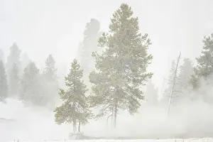 Carvings Prints: Pine trees in winter steam, Yellowstone National Park, Midway Geyser Basin, Wyoming, USA